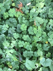 Oxalis corniculata