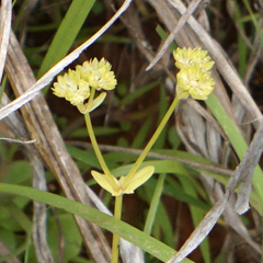 Valerianella radiata