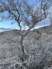 Psorothamnus arborescens