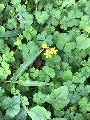 Oxalis corniculata