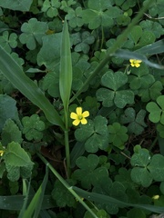 Oxalis corniculata
