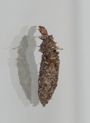 Dahlica triquetrella