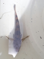 Gobiomorphus cotidianus
