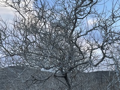 Psorothamnus arborescens