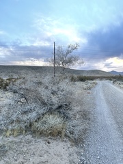 Psorothamnus arborescens