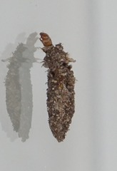 Dahlica triquetrella