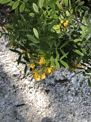 Senna ligustrina