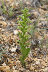 Habenaria subauriculata