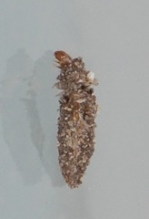 Dahlica triquetrella