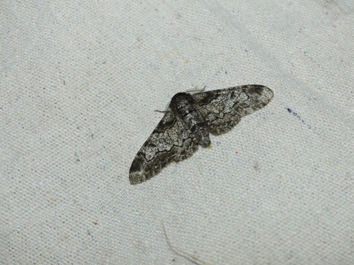 Peppered Moth photo 6