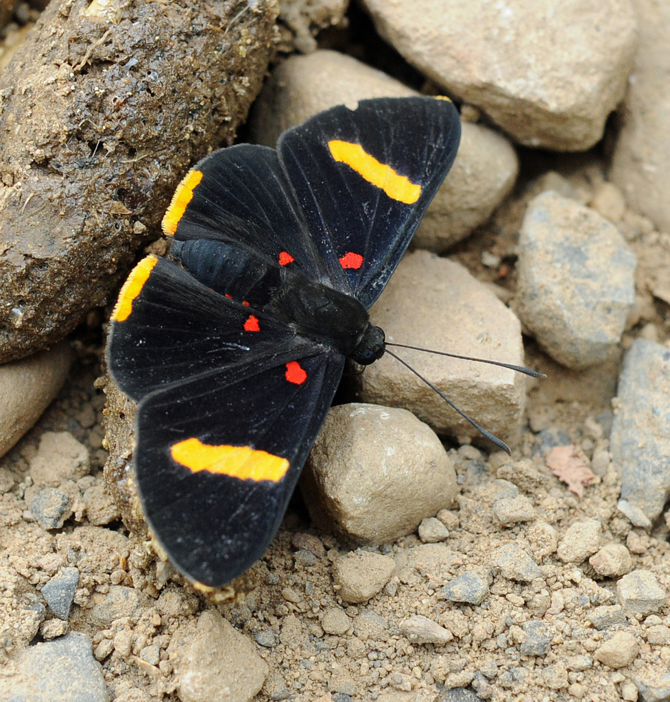Orange-barred Pixie