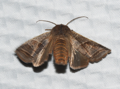 Eupsilia devia
