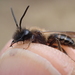 Trimmer's Mining Bee - Photo (c) Stefan, some rights reserved (CC BY-NC)