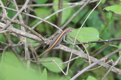 Anolis quercorum