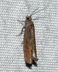 Pseudexentera mali