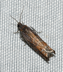 Pseudexentera mali
