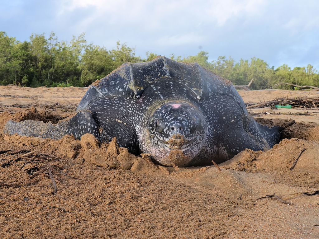 Leatherback Sea Turtle (Turtles and Tortoises of Baja, MX) · NaturaLista  Mexico