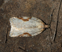 Acleris cornana
