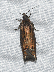 Pseudexentera mali