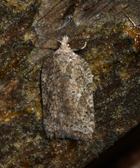 Acleris chalybeana