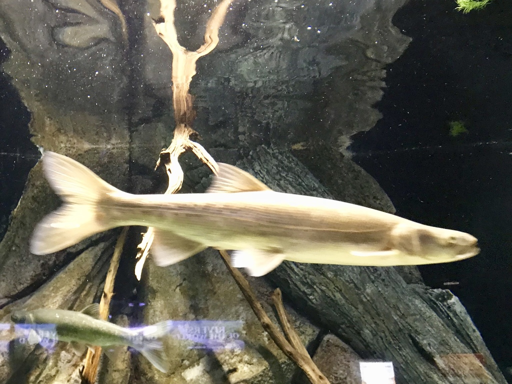 Colorado Pikeminnow