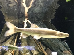 Ptychocheilus lucius