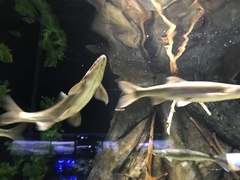 Ptychocheilus lucius