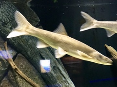 Ptychocheilus lucius