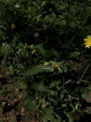 Sonchus