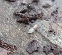 Carychium