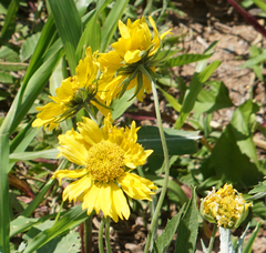 Helenium autumnale