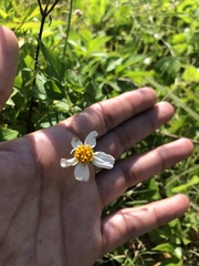 Bidens alba