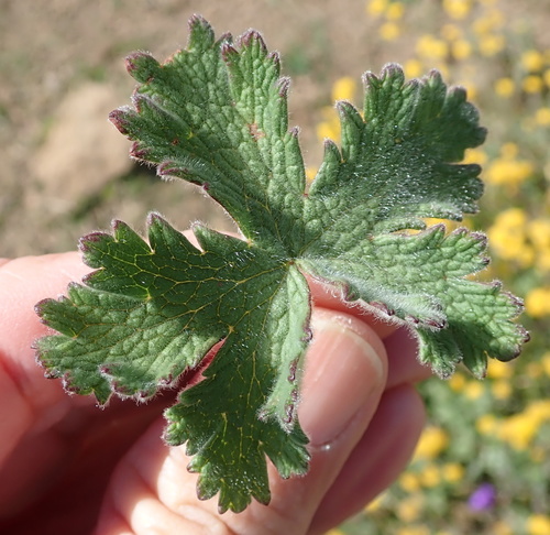 Image of Geranium brycei by no rights reserved