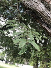 Tamarindus indica
