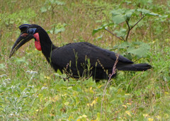 Bucorvus abyssinicus
