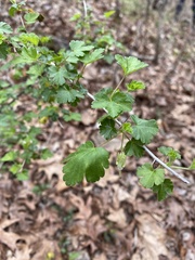 Ribes echinellum