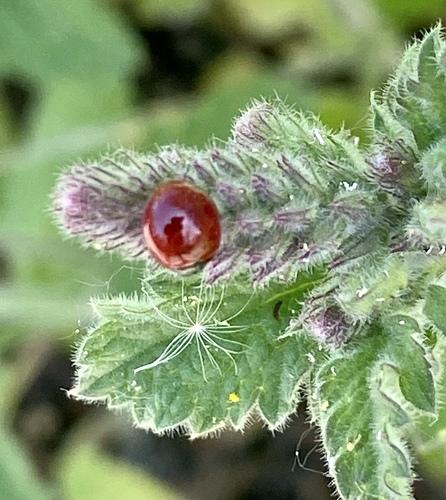 iNaturalist observation photo of Lady Beetles