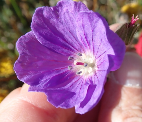 Image of Geranium brycei by no rights reserved