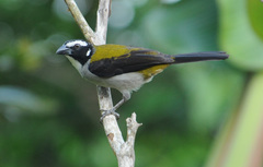Black-Winged Saltator photo 2