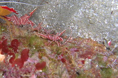 Rhynchocinetes durbanensis