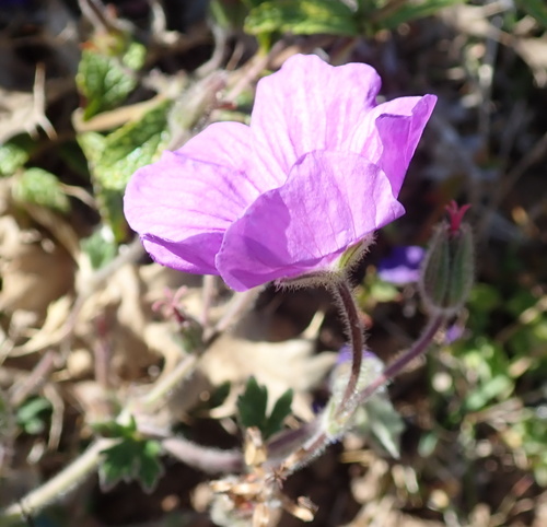 Image of Geranium brycei by no rights reserved