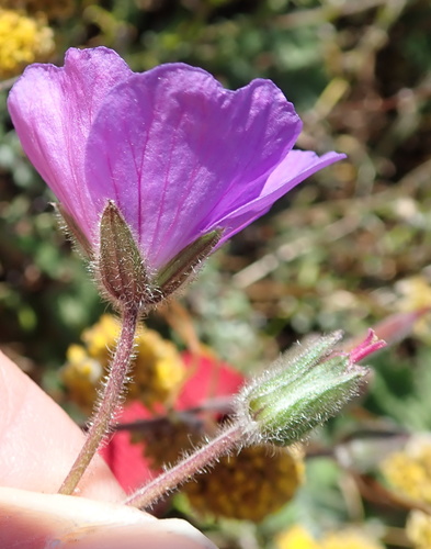 Image of Geranium brycei by no rights reserved
