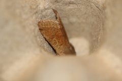 Orthosia pacifica