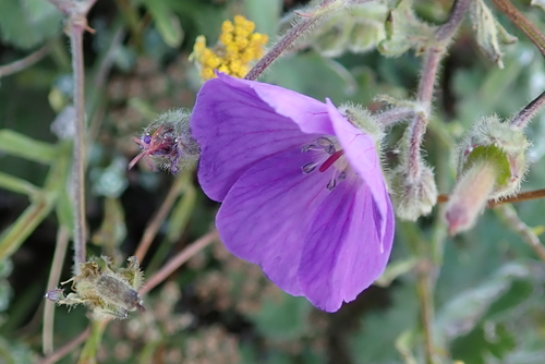 Image of Geranium brycei by no rights reserved
