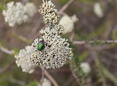 Leucocelis haemorrhoidalis