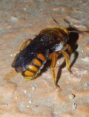 Rhodanthidium
