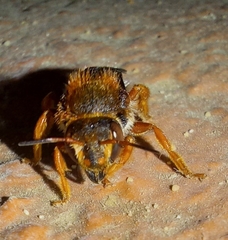 Rhodanthidium