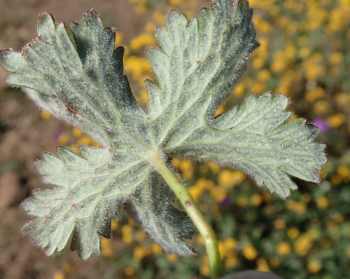 Image of Geranium brycei by no rights reserved