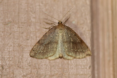 Thallophaga hyperborea