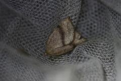 Thallophaga hyperborea